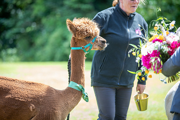 Llamas at Leisure: A Whimsical Day at Talhenbont Hall