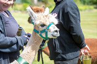 Quirky Charm: Llamas at a Talhenbont Hall Wedding